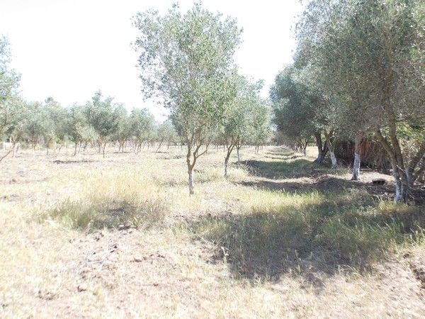 Ferme à vendre à Bouznika