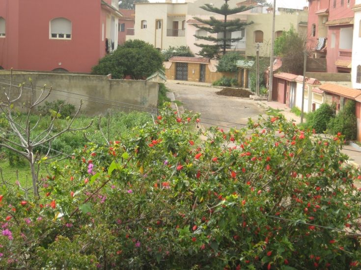 Villa à vendre Beni Yakhlef